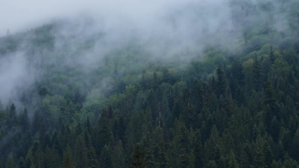 浓雾下的森林 多雾的秋晨 平静的背景 美丽的乌克兰 自然的概念 多雾的喀尔巴阡山脉上覆盖着云杉树 高质量的4K镜头 — 图库视频影像