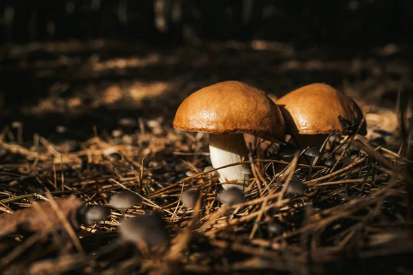 年轻滑溜的杰克 黄曲霉在秋天的森林背景上 用松针 近距离观察 收获蘑菇的概念 高质量的照片 — 图库照片