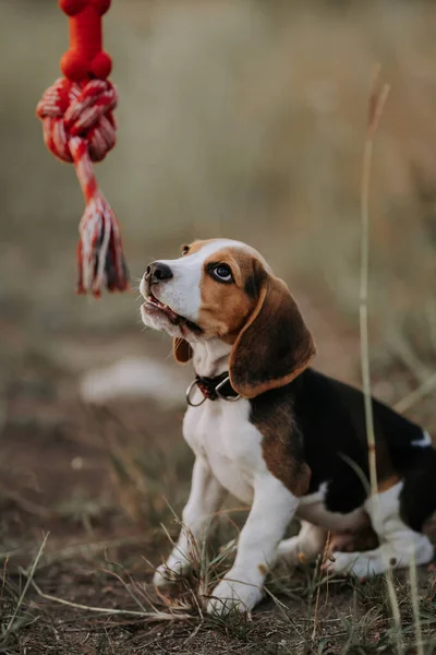 Happy Beagle Puppy Playing Favorite Toy Red His Owner Outdoors — 图库照片