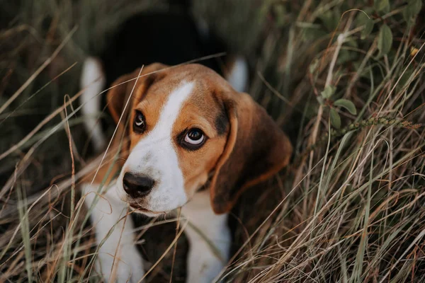 公园绿草中的小猎犬的肖像 可爱的宠物 新的家庭成员 高质量的照片 — 图库照片