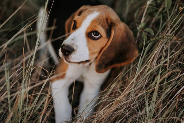 公园绿草中的小猎犬的肖像 可爱的宠物 新的家庭成员 高质量的照片 — 图库照片