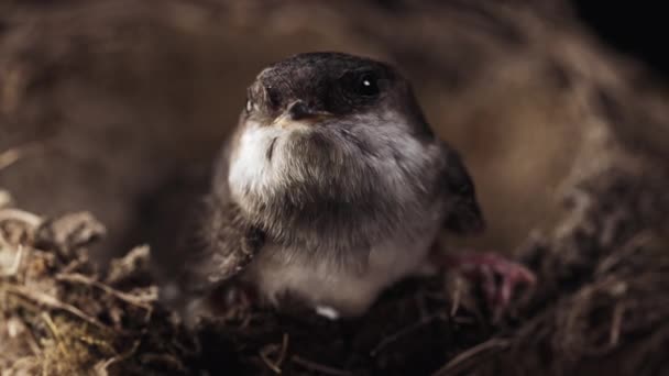 Ahır Kırlangıcı Kirundo Rustica Çamur Yuvasında Oturuyor Kuş Yavrusu Doğal — Stok video