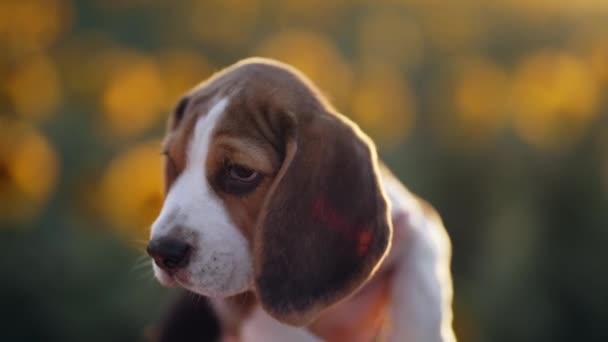 Kleine Puppy Van Beagle Zonnebloemen Veld Achtergrond Beagles Reclame Huisdier — Stockvideo