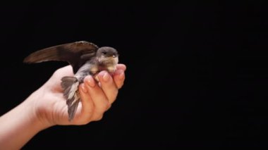 Küçük ahır kırlangıcı kadınların elinden uçar. Hirundo rustica pilici kanatlarını çırparak stüdyoda uçmayı öğretiyor. Yakın çekim görüntüsü. Kuşbilim, doğa, hayvan konsepti. Yüksek kalite 4k görüntü