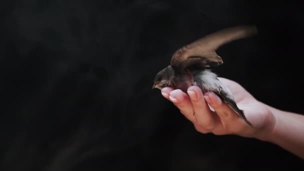 Küçük Ahır Kırlangıcı Kadınların Elinden Uçar Hirundo Rustica Pilici Kanatlarını — Stok video