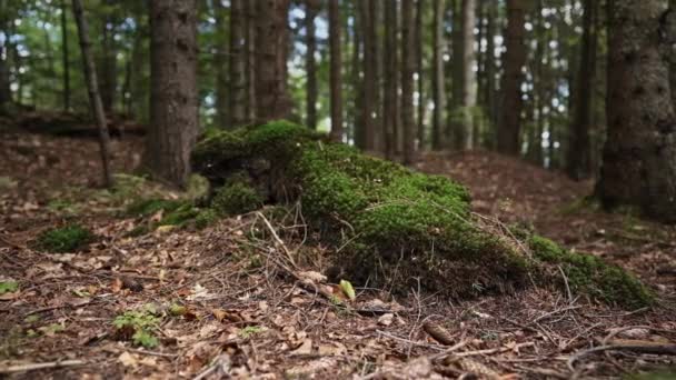 トウヒの木 森の背景の幹を確認します カルパチア山脈 おとぎ話の緑の森 素晴らしい落ち着いた自然背景 スライダ カメラの動きが遅い 高品質4K映像 — ストック動画