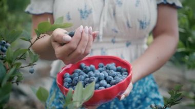 Kadın çalılıktan yabanmersini topluyor. Zengin böğürtlen hasadı Taze olgun organik böğürtlenler. Bahçede yetişen harika yabanmersini bitkisi. Diyet, antioksidan, sağlıklı vegan yiyecekler. Biyolojik, organik beslenme. 4k