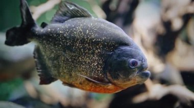 Yırtıcı aç tatlı su kırmızı karınlı piranha balığı okyanus akvaryumunda yüzüyor. Piranhalar sürüsünün yakın görüntüsü. Yüksek kalite 4k görüntü