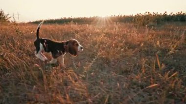 Kameraya koşan mutlu av köpeği yavrusu. Aktif köpek doğa arka planında yürüyüş yaparak iyi vakit geçiriyor. Şirin köpekçik. Av cinsi. Yüksek kalite 4k görüntü