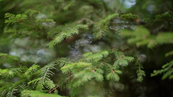 Widok Bliska Młody Świerk Drzewa Iglastego Pnie Tle Lasu Karpackie — Wideo stockowe