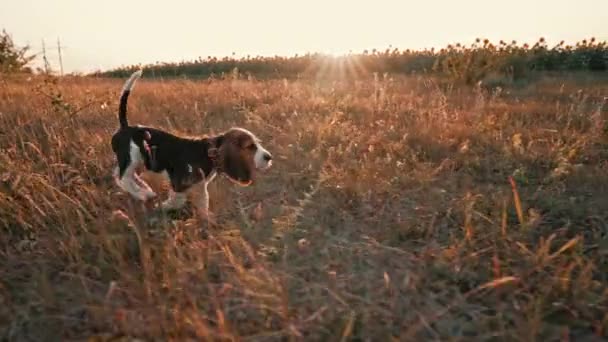 幸せなビーグル子犬のカメラに実行している アクティブな犬は自然の田舎の背景を散歩に楽しい時間を過ごしています 可愛い犬ちゃん 狩りの品種 高品質4K映像 — ストック動画