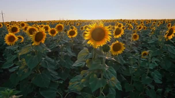 Подсолнухи Фон Поля Сельское Хозяйство Сбор Урожая Украина Является Первым — стоковое видео