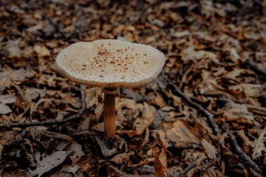 Şemsiye mantarı - Ormanda sonbahar yaprakları üzerinde Macrolepiota Procera, yakın çekim. Hasat, mantar toplama, mantar toplama. Yüksek kalite fotoğraf