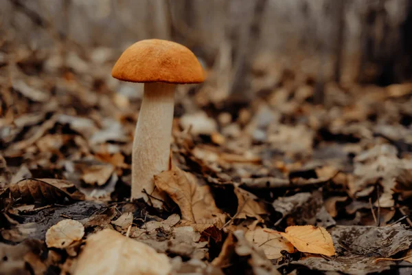 红冠扇贝茎 秋天树叶上的月桂花 在森林里 真菌采摘 蘑菇的概念 高质量的照片 — 图库照片