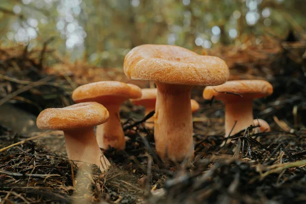 幼小的藏红花奶帽 秋天森林背景上的乳酪 用松针 近距离观察 收获红松蘑菇的概念 高质量的照片 — 图库照片