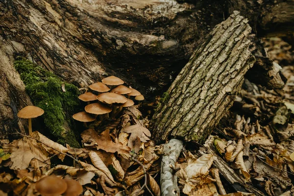 秋天的森林 带有苔藓和蘑菇的原木 大气成分 高质量的照片 — 图库照片