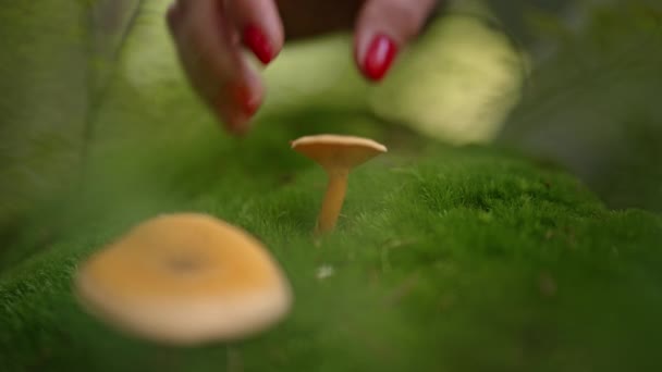 버섯을 사람은 숲에서 노란색 교정기를 모은다 버섯은 이끼에서 곰팡이류를 얻습니다 — 비디오