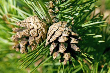 bir çam üzerinde iki külah