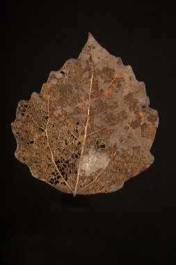 düşmüş kuru sonbahar yaprak