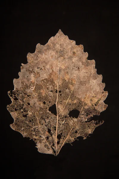 Сухой осенний лист — стоковое фото