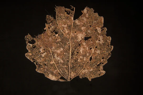 Dry fallen autumn leaf — Stock Photo, Image