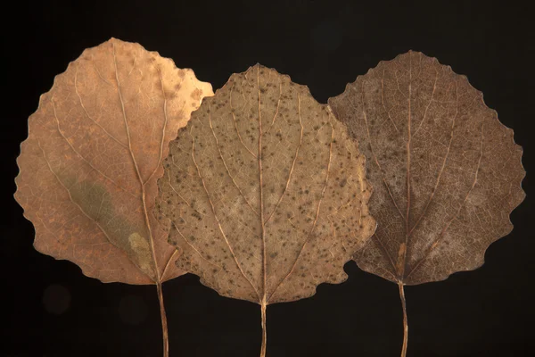 Сухе опале осіннє листя — стокове фото