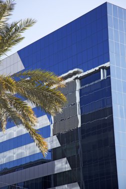 palmiye ağacı karşı demir ve cam iş binaları