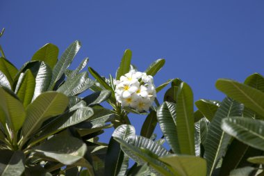 tropik çiçekler yaprak döken ağaç, plumeria