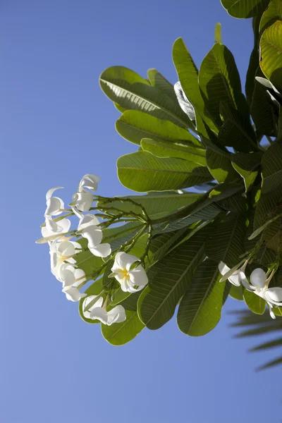 Tropische bloemen uit bladverliezende boom, plumeria — Stockfoto