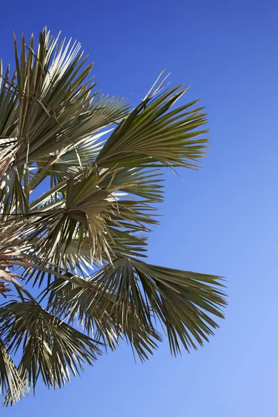 Ein Bild von schönen Palmen im blauen, sonnigen Himmel — Stockfoto