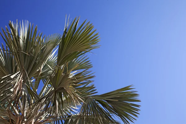 Een afbeelding van mooie palmbomen in de zonnige blauwe hemel — Stockfoto