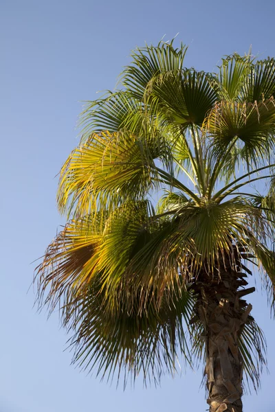 Een afbeelding van mooie palmbomen in de zonnige blauwe hemel — Stockfoto