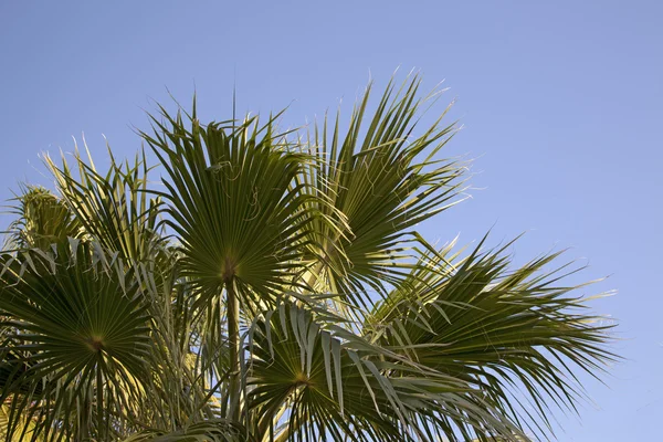 Een afbeelding van mooie palmbomen in de zonnige blauwe hemel — Stockfoto