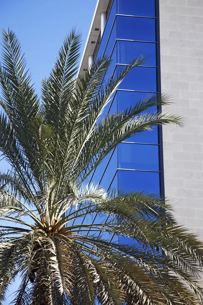 Palmera contra edificios comerciales de vidrio y hierro — Foto de Stock