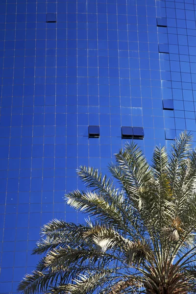 Palmier contre les bâtiments commerciaux en verre et en fer — Photo