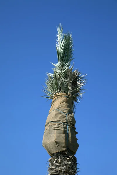 Palmboom op blauwe lucht achtergrond — Stockfoto