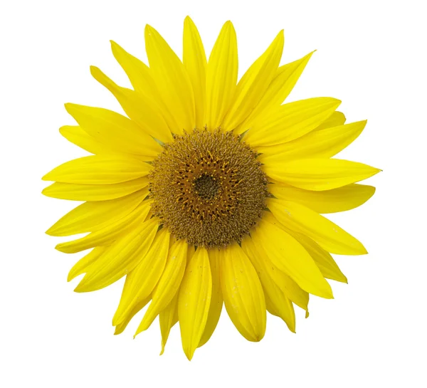 Isolierte Sonnenblume auf weißem Hintergrund. — Stockfoto