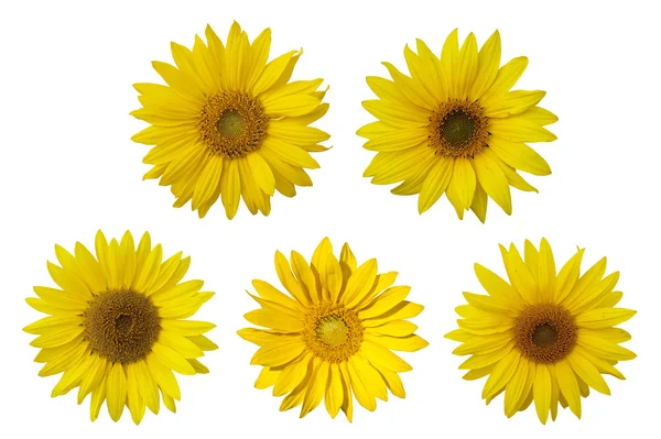 Isolierte Sonnenblumen auf weißem Hintergrund. — Stockfoto