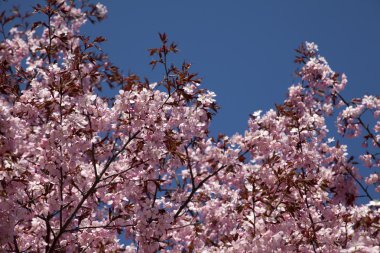 Çiçek açmış kiraz çiçekleri.