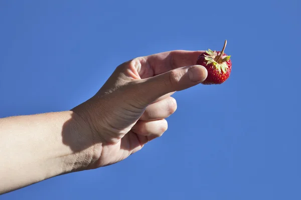 Mano sosteniendo una fresa — Foto de Stock