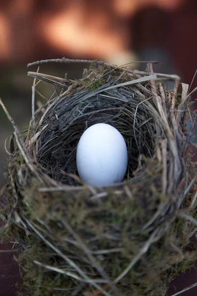 鳥の巣の卵の詳細 — ストック写真