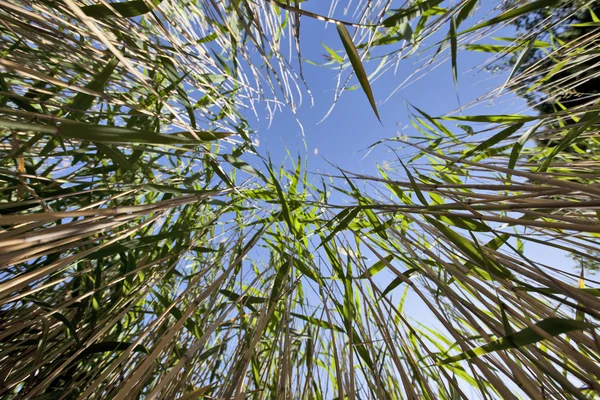 Reed plantas verdes Fotografia De Stock