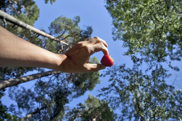 Hand holding a strawberry Royalty Free Stock Photos