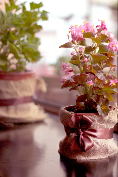 Pequeñas flores rosadas en una olla — Foto de Stock