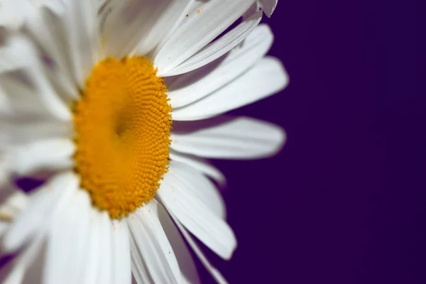 Large camomile close-up on blue background — Stock Photo, Image