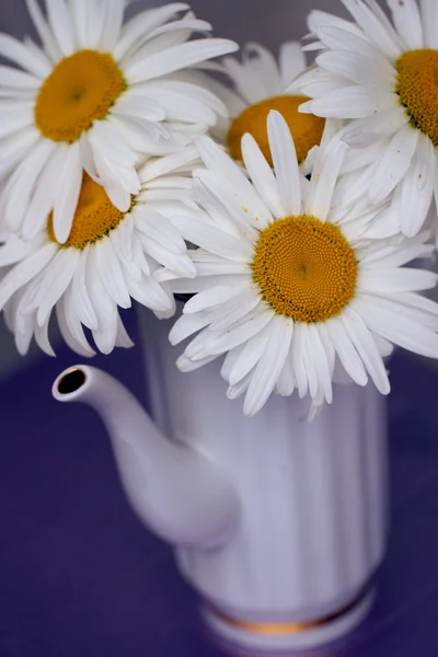 Biały czajnik z bukietem uzdrawiające kwiaty — Zdjęcie stockowe