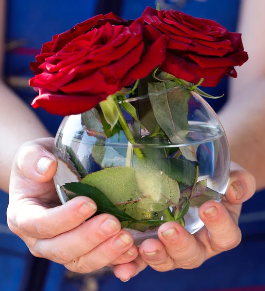여자의 손에 빨간 장미 꽃병 — 스톡 사진