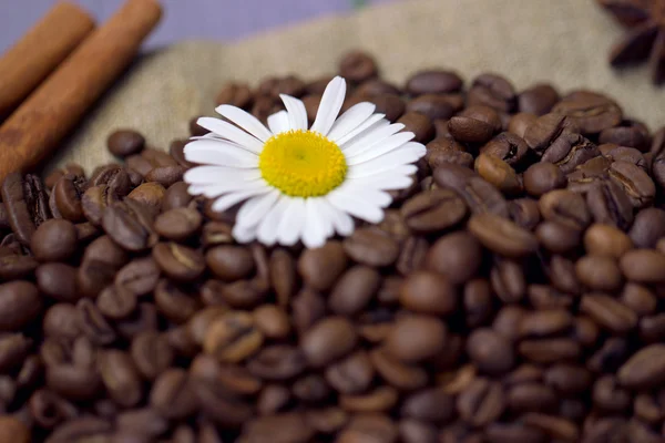 Kaffebönor med kamomill — Stockfoto