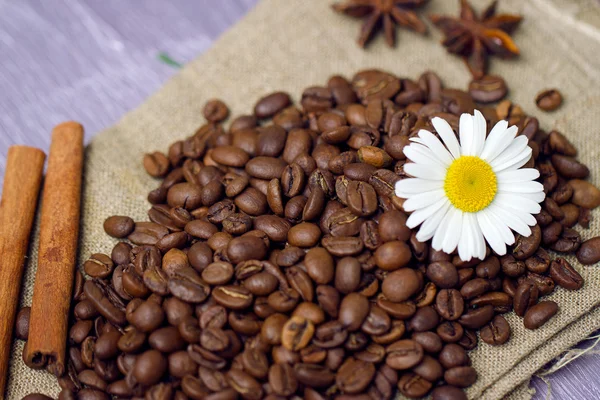 Kaffebönor med kamomill — Stockfoto