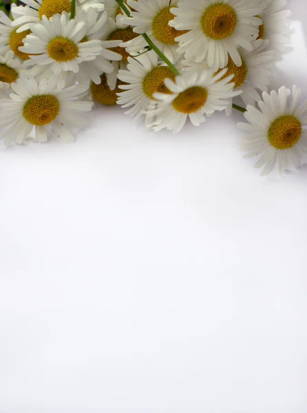 Papier transparent z kwiatem — Zdjęcie stockowe